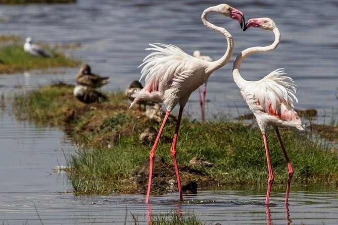 4 Days Masai Mara and Lake Nakuru Budget Safari Meals included - Day 1: The Rift Valley viewpoint and first Masai Mara game drive