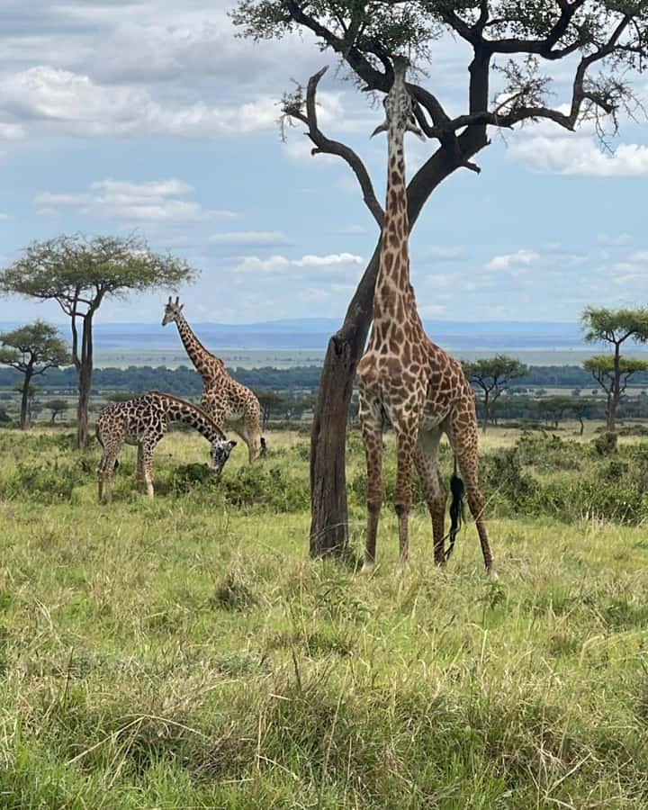 4 Days Masai Mara and Lake Nakuru Budget Safari - Day 1: From Nairobi to the Maasai Mara