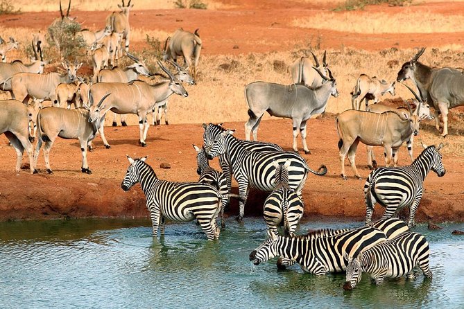4 Days Masai Mara and Lake Nakuru Luxury Safari on 4x4 Jeep - Why This Route Works for a Short Kenya Visit