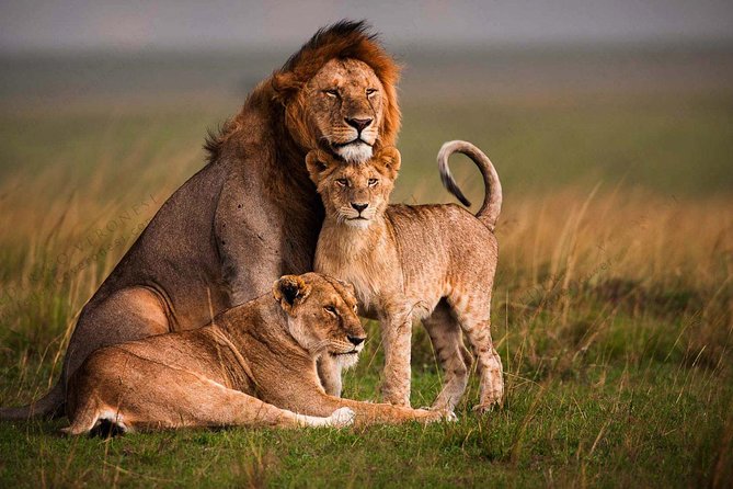 4 Days Masai Mara and Lake Nakuru Luxury Safari on 4x4 Jeep - Day Three: A Full Maasai Mara Game Drive