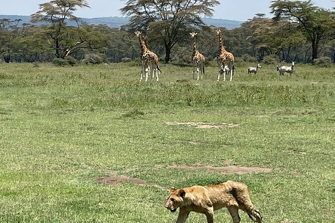 4 Days Masai Mara and Lake Nakuru Mid-Luxury safari - Day 2: Leaving Nakuru for Masai Mara