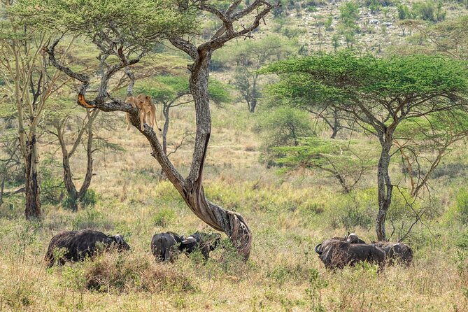 4 Days Masai Mara and Lake Nakuru Mid-Luxury safari - What the $1,400 price really covers