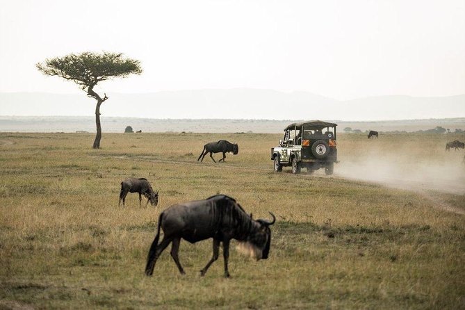 4 Days Masai Mara and Lake Nakuru National Park Private Luxury Safari - Key things to know before booking