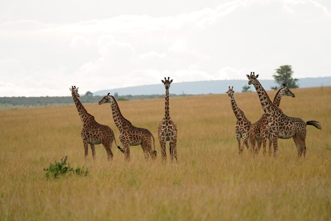 4 Days Masai mara and Lake Nakuru Safari from Nairobi - Day 1: Nairobi, the Rift Valley, and the first Mara drive