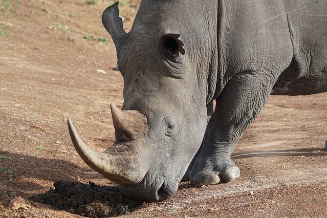 4 Days Masai mara and Lake Nakuru Safari from Nairobi - Day 3: From open plains to Lake Nakuru