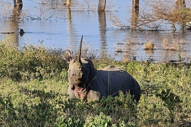 4 Days Masai mara and Lake Nakuru Safari from Nairobi - The private 4x4 and what it means on safari