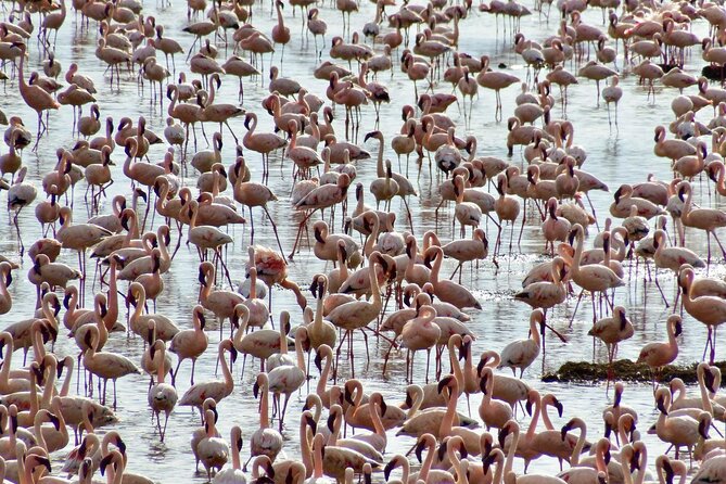 4 Days Masai mara and Lake Nakuru Safari from Nairobi - Day 2: A full day around the Mara River