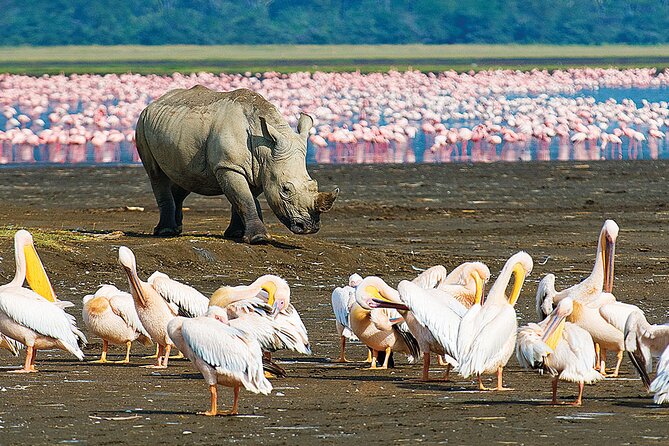 4 Days Masai Mara and Lake Nakuru Shared Camping Safari - Why this two-park route works in four days