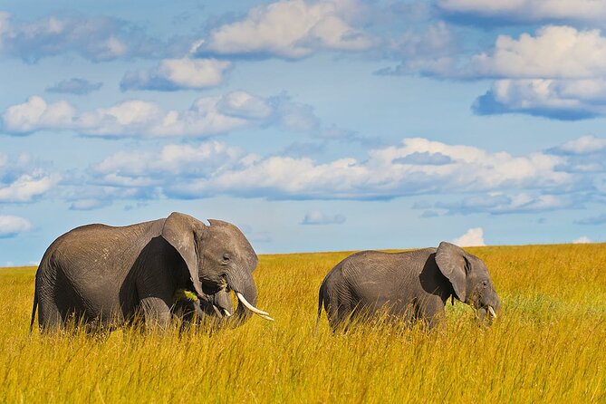 4 Days Masai Mara and Lake Nakuru Shared Camping Safari - What the $765 price delivers