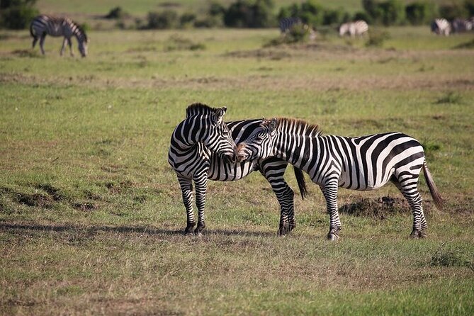 4 Days Masai Mara and Lake Nakuru Shared Camping Safari - Comfort, pace, and the camping question
