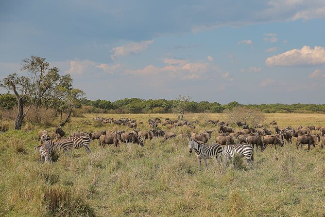 4 Days Masai Mara and Lake Nakuru Shared Camping Safari - Nairobi pickup and the first Rift Valley views