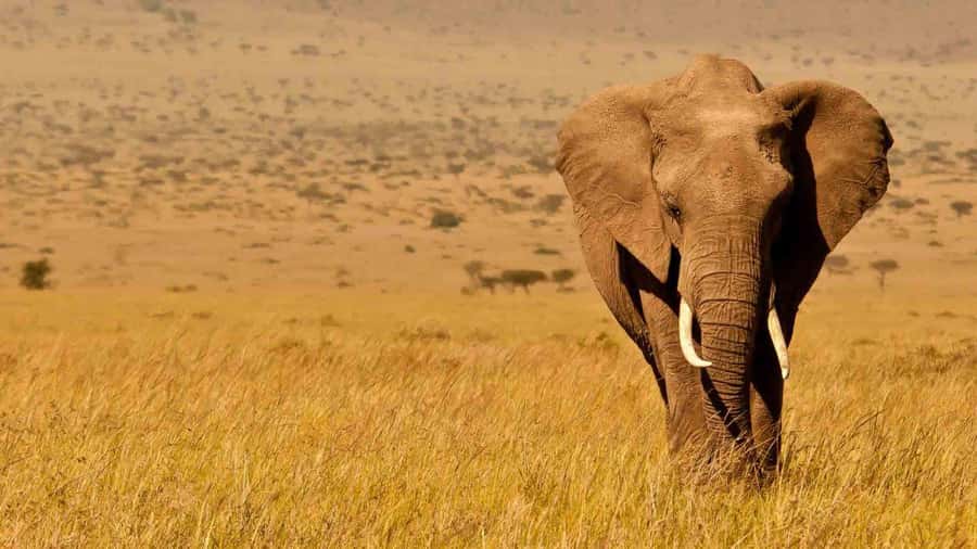 4 Days Masai Mara And Lake Nakuru Wildlife Safari - Day One: Nairobi to Masai Mara via the Great Rift Valley