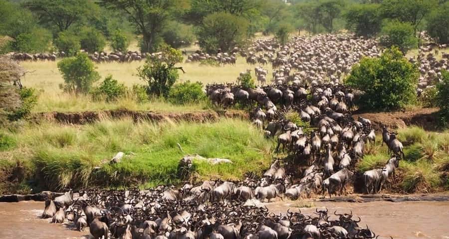 4 Days Masai Mara And Lake Nakuru Wildlife Safari - What the $345 Price Really Covers
