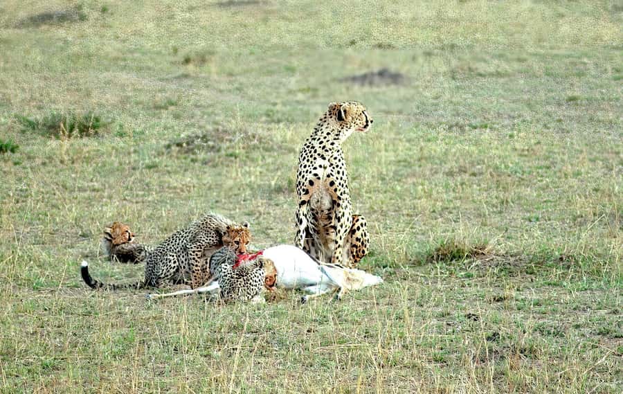 4 Days Masai Mara And Lake Nakuru Wildlife Safari - Meals, Transport, and Practical Comfort