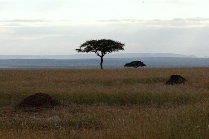 4 Days Masai Mara Camping Safari - Day 3: The Mara River and the patient search for crossings