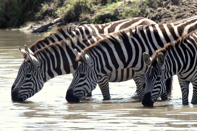 4 Days Masai Mara Camping Safari - Camping, meals, and the daily rhythm