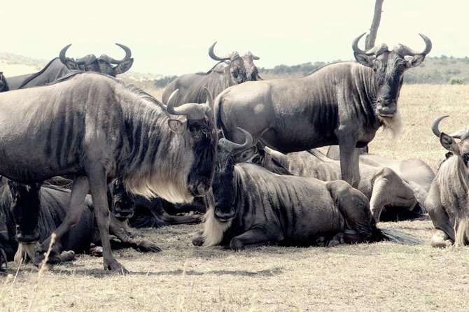 4 Days Masai Mara Camping Safari - Guides, vehicles, and group size