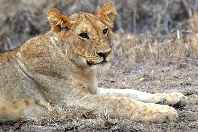 4 Days Masai Mara Camping Safari - Day 1: From Nairobi across the Great Rift Valley