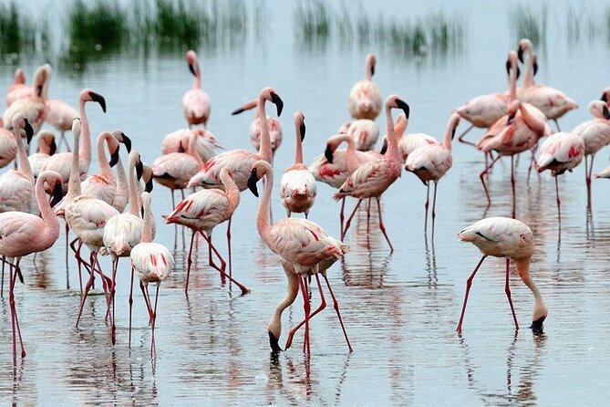 4 Days Masai Mara & Lake Nakuru Budget Group Safari in a 4x4 Jeep - Day 1: The Great Rift Valley viewpoint and first Mara drive