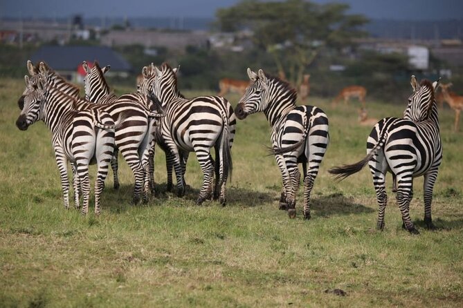 4 Days Masai Mara & Lake Nakuru Budget Group Safari in a 4x4 Jeep - Day 3: Leaving the Mara for Lake Nakuru