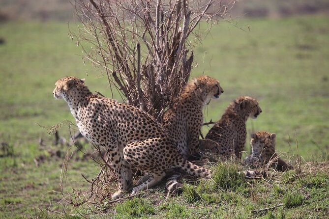 4 Days Masai Mara & Lake Nakuru Budget Group Safari in a 4x4 Jeep - What the $700 price really covers