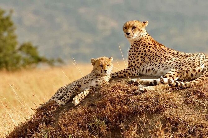 4 Days Masai Mara & Lake Nakuru Budget Group Safari in a 4x4 Jeep - The guide can make or break the safari