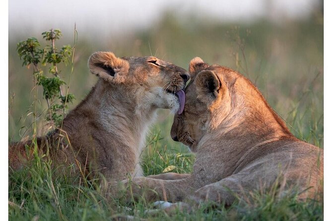 4 Days Masai Mara/Lake Nakuru Budget Safari - Five things to know before you book