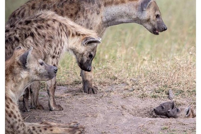 4 Days Masai Mara/Lake Nakuru Budget Safari - Why the Masai Mara and Lake Nakuru pairing works