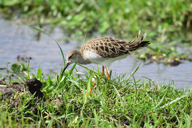 4 Days Masai Mara/Lake Nakuru Budget Safari - The road experience and shared-van reality