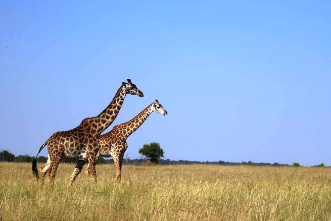 4 Days Masai Mara & Lake Nakuru Group Joining Safari - Key points at a glance