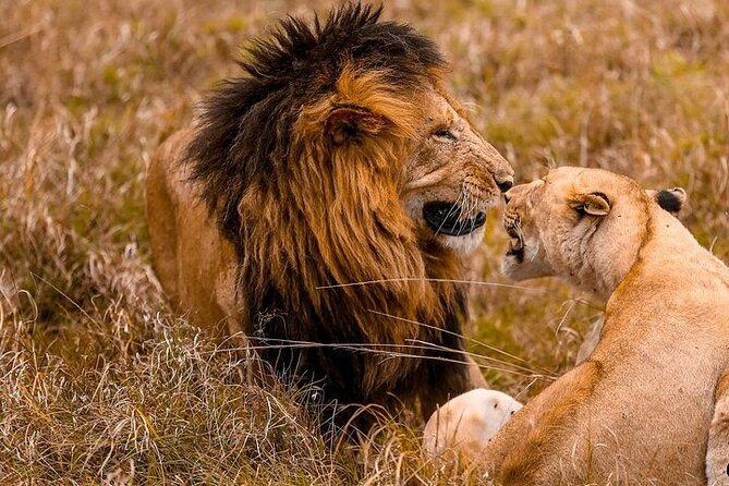 4 Days Masai Mara & Lake Nakuru Group Joining Safari - Why this four-day route works