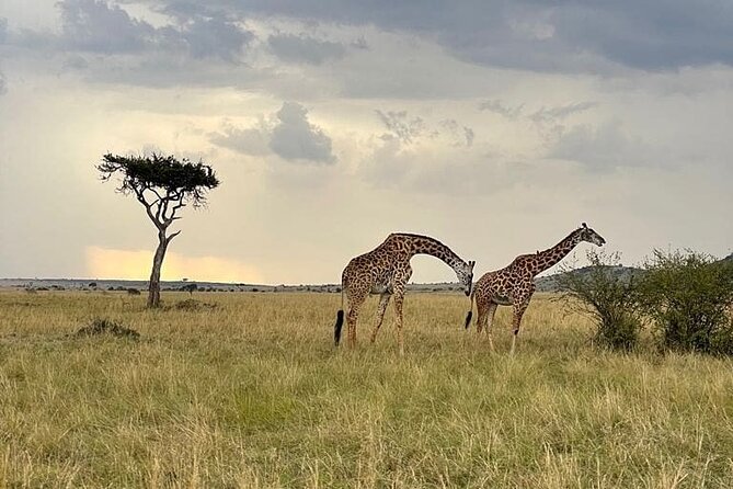 4 Days Masai Mara & Lake Nakuru Group Joining Safari - Is $650 good value?