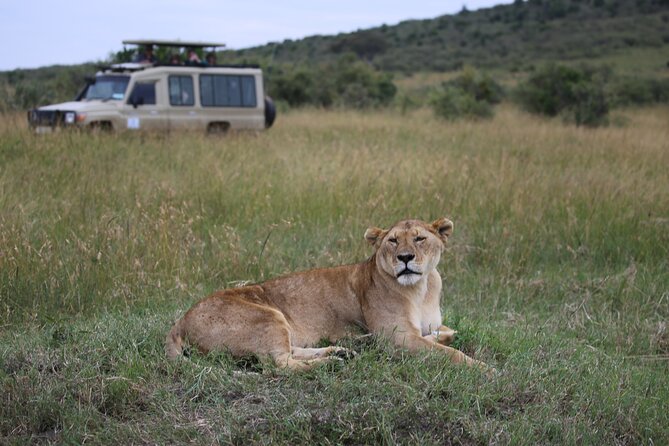 4 Days Masai Mara Lake Nakuru Jeep Safari - Day two: a full day in the Mara Triangle
