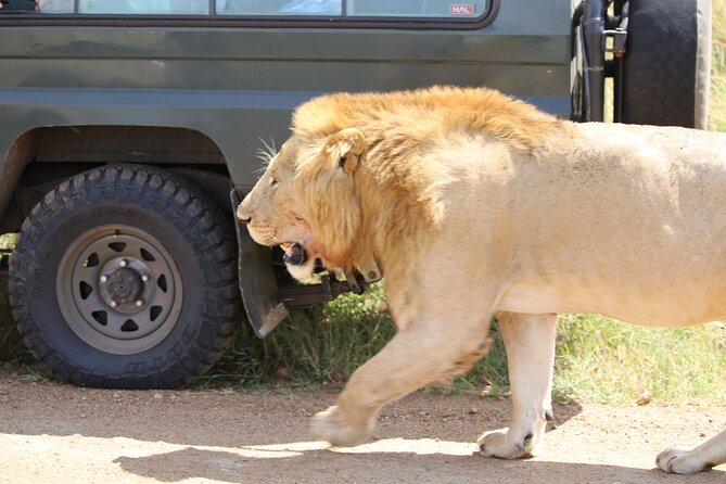 4 Days Masai Mara Lake Nakuru Jeep Safari - The Big Five and what you may actually see