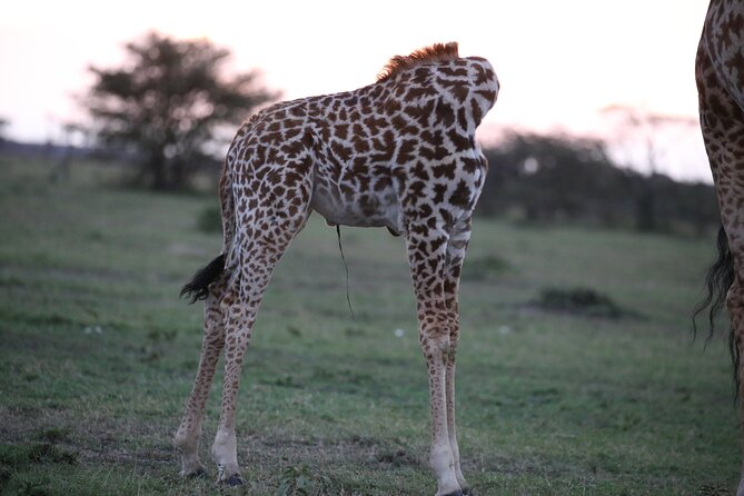 4 Days Masai Mara Lake Nakuru Jeep Safari - Food, lodging, and daily comfort