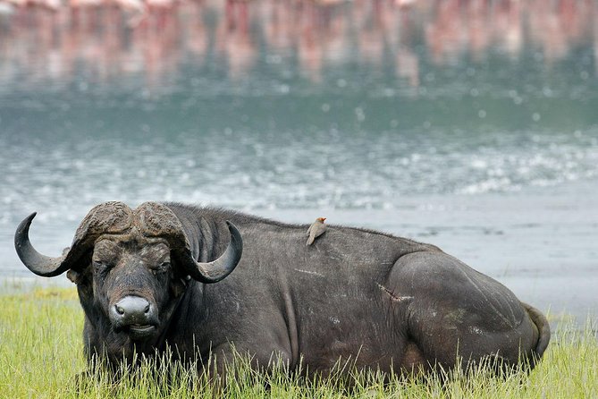 4 Days Masai Mara & Lake Nakuru Lodge Safari - Key points at a glance
