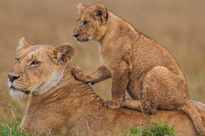 4 Days Masai Mara & Lake Nakuru Lodge Safari - Day 1: Nairobi to Maasai Mara by way of the Rift Valley