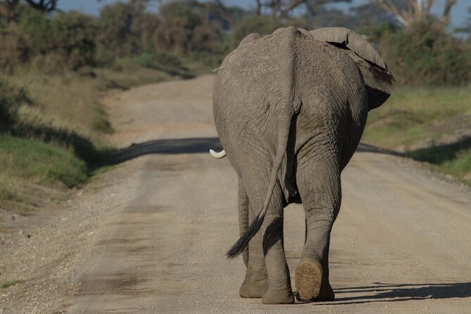 4 Days Masai Mara Nakuru - Guides Can Shape the Whole Safari