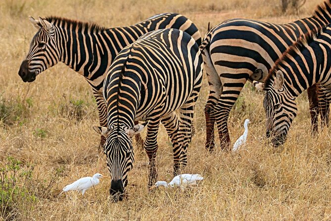 4 Days Masai Mara Nakuru - Transport, Timing, and Group Size