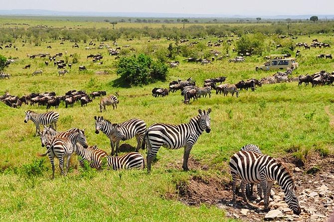 4 days masai mara Nakuru Joining safari - Why this four-day route works