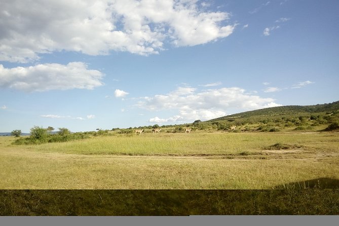 4 Days Masai Mara Nakuru - The Great Migration and the July to October Window