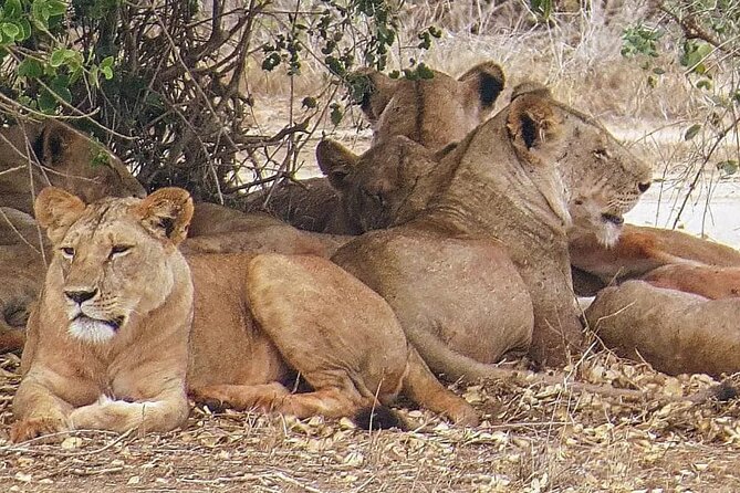 4 Days Mid Luxury Safari, Lake Nakuru and Masai Mara. - Key points before you book