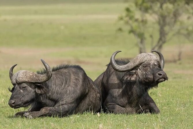 4 Days Mid Luxury Safari, Lake Nakuru and Masai Mara. - Leaving Nairobi at 7:00 a.m.
