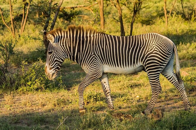 4 Days Mid Luxury Safari, Lake Nakuru and Masai Mara. - A full Maasai Mara day on Day 3