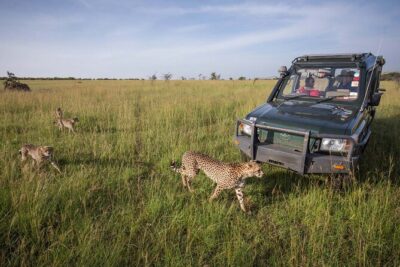 4 Days Mid Luxury Safari, Lake Nakuru and Masai Mara.