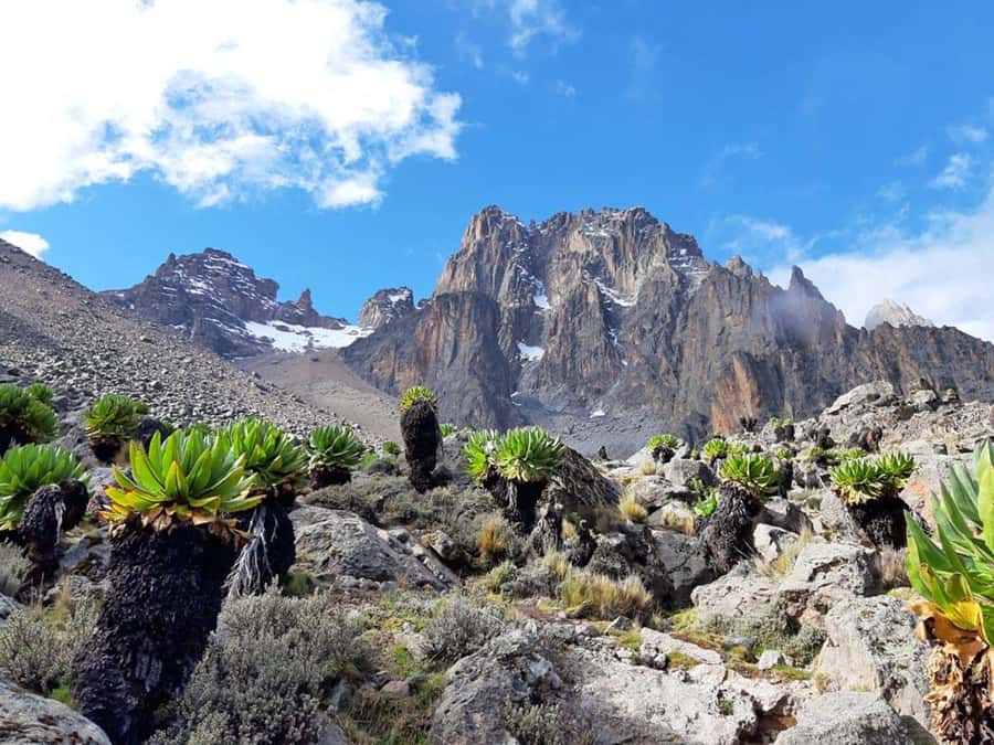 4 Days Mt Kenya Climbing & Hiking Expeditions: Sirimon Route - Day two: Old Moses to Shipton Camp and the high moorland