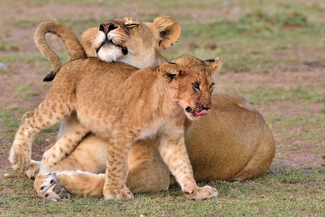 4 Days of Untamed Beauty: An Unforgettable Masai Mara Road Safari - Key points to know before booking