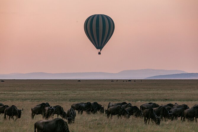4 Days of Untamed Beauty: An Unforgettable Masai Mara Road Safari - Why this four-day safari works well