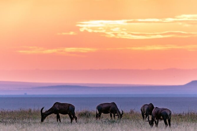 4 Days of Untamed Beauty: An Unforgettable Masai Mara Road Safari - Day three: More time for the animals you missed