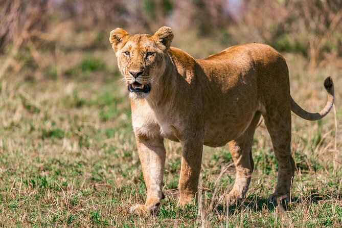 4 Days of Untamed Beauty: An Unforgettable Masai Mara Road Safari - Day four: Sunrise, a Maasai village option, and Nairobi